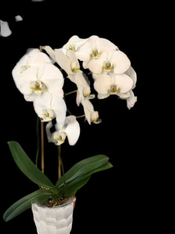 White Double Orchid